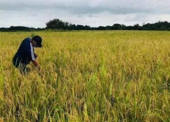 Producción de arroz y cebollas caerá hasta un 20 % por las pérdidas registradas por la sequía en Panamá