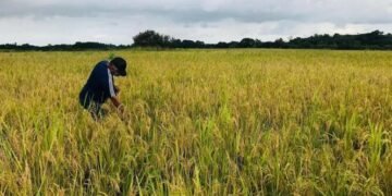 Producción de arroz y cebollas caerá hasta un 20 % por las pérdidas registradas por la sequía en Panamá