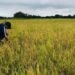Producción de arroz y cebollas caerá hasta un 20 % por las pérdidas registradas por la sequía en Panamá