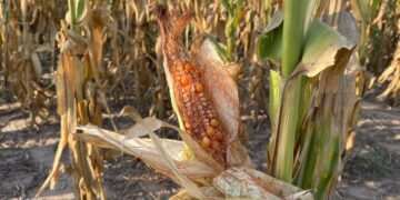 Más de 55,000 hogares de Centroamérica ya perdieron hasta el 100% de su maíz