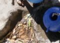Poblados sin acceso a agua potable en Costa Rica sufren alta incidencia de parásitos intestinales