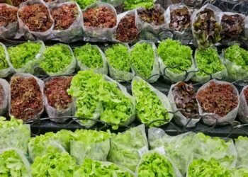 ¿Qué contaminó la lechuga en Estados Unidos? FDA halla Cyclospora tras brote que enfermó a 12.883 personas