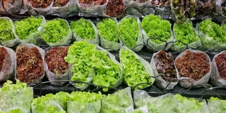 ¿Qué contaminó la lechuga en Estados Unidos? FDA halla Cyclospora tras brote que enfermó a 12.883 personas