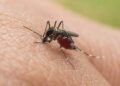 Panamá suma casi 2.000 casos de dengue en solo cuatro semanas y los contagios repuntan 28%