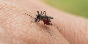 Panamá suma casi 2.000 casos de dengue en solo cuatro semanas y los contagios repuntan 28%