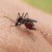 Panamá suma casi 2.000 casos de dengue en solo cuatro semanas y los contagios repuntan 28%